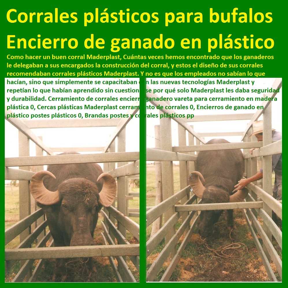 Corrales Para Búfalos Precios 0, corral como hacer un brete para ganado 0, corral instalaciones ganaderas para bovinos de leche pdf 0, Mangas De Coleo, Corral Caballerizas, Pesebreras De Caballos, Plaza Toros, Brete Ganadero, Apretaderos Embarcaderos, Postes Tablas, Polines Varetas, Horcones Madera Plástica, Corrales, Establos De Ganado,  corral tuberia para corral ganadero barata 0, corral corrales para búfalos precios 0 corral fino Corrales Para Búfalos Precios 0, corral como hacer un brete para ganado 0, corral instalaciones ganaderas para bovinos de leche pdf 0, corral tuberia para corral ganadero barata 0, corral corrales para búfalos precios 0 corral fino